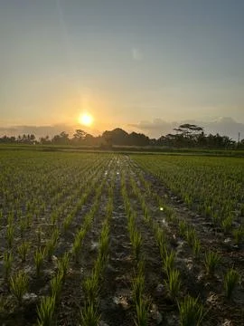 Sunset at Ricefield Stock Photos