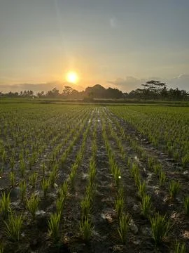 Sunset at Ricefield Stock Photos