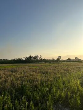 Sunset at Ricefield Stock Photos