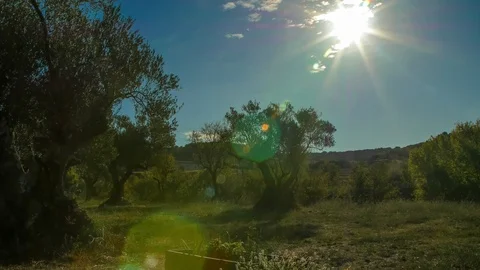 Sunset Rising in a Olive Tree field. Time Lapse Stock Footage 89637349