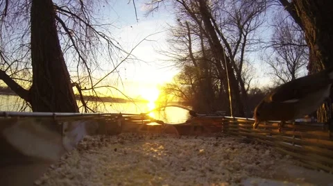 Sunset on the river and bird is in the feeder,П Stock-Footage 46467334