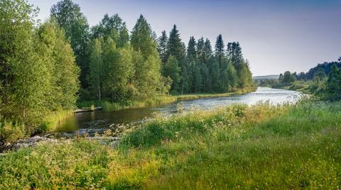 Sunset. River in a dense forest on a sunny day. Between the banks a rushing s Stock Photos