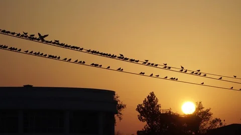 Sunset on river Stock Footage 82475000