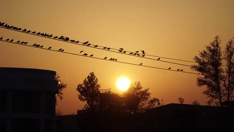 Sunset on river Stock Footage 82475334