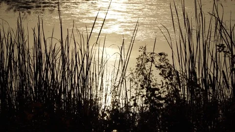 Sunset on river Video stock 82480040