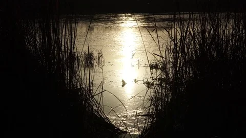 Sunset on river Stock Footage 82480151