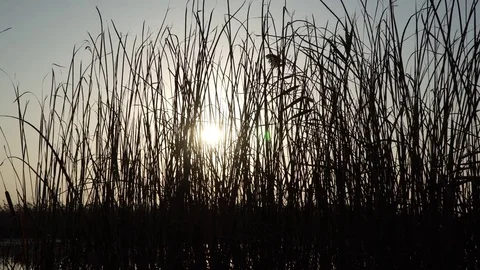 Sunset on river Video stock 82480524