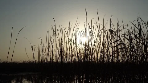 Sunset on river Stock Footage 82480591