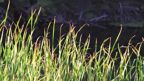 Sunset on river. Green grass in bright sunlight. Golden hour. Stock Footage 217771765