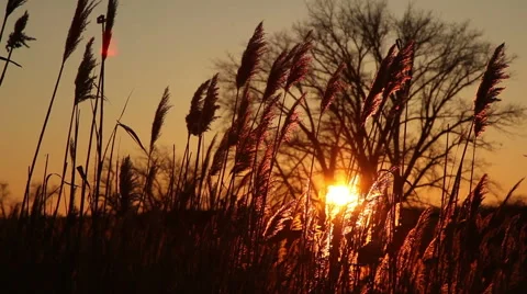 Sunset on the river - landscape series Stock Footage 60215441