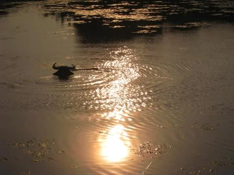 Sunset on the river Stock Photos