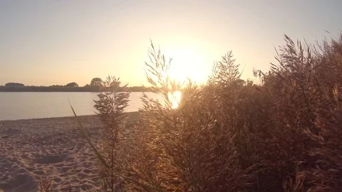 Sunset at river with reeds Stock Footage 118309614