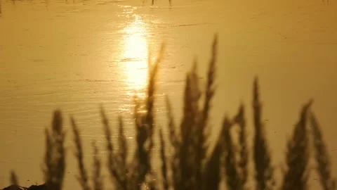 Sunset - river - reeds Stock Footage 258996514