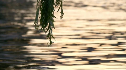 Sunset at river spree with weeping willow leaves Stock Footage 114412267
