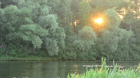 Sunset at river with sun light coming through green tree foliage Stock Footage 55319736