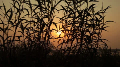 Sunset on the river through the grass Stock Footage 25663556