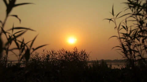 Sunset on the river through the grass Stock Footage 25664315