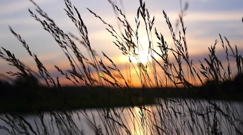 Sunset on River Through Silhouette of Grass Stock Footage 65284872