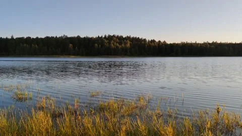 Sunset on the river, view of the steep Bank where the forest grows. Stock Footage 137534073