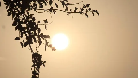 Sunset in Riyadh and tree Stock Footage 82849446