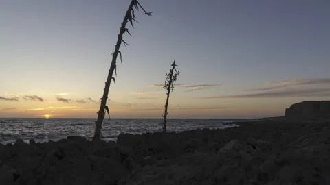 Sunset at rocky coast with dead trees time lapse Stock Footage 196422193