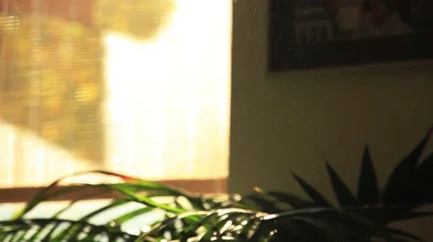 Sunset in room full of light dust particles Video stock 49327411