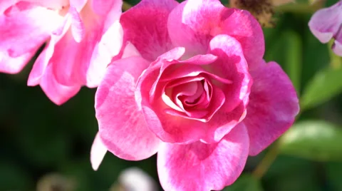 Sunset Rose Front View Stock Footage 62445233