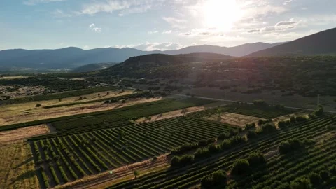 Sunset Rose Garden Stock Footage 337730065