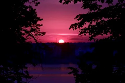 Sunset rose Foto stock