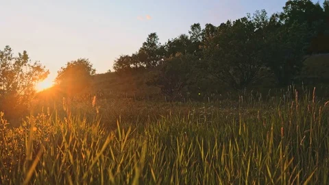 Sunset rural landscape grass and forest Travel summer Stock Footage 123770265