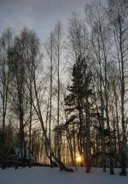 Sunset in Russian snow forest Stock-Fotos