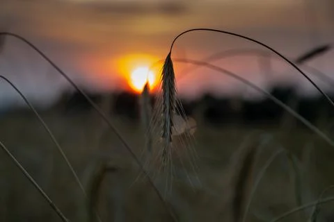 Sunset in the rye field Stock Photos
