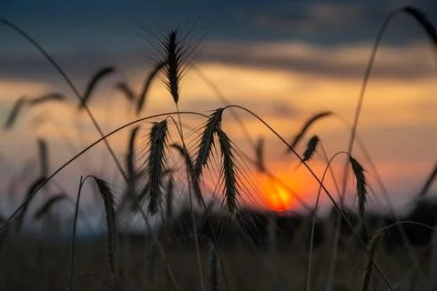 Sunset in the rye field Stock Photos
