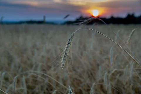 Sunset in the rye field Stock Photos
