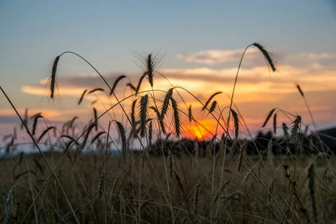 Sunset in the rye field Stock Photos