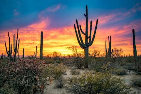 Sunset in Saguaro Forest of Arizona's Sonoran Desert Stock Photos
