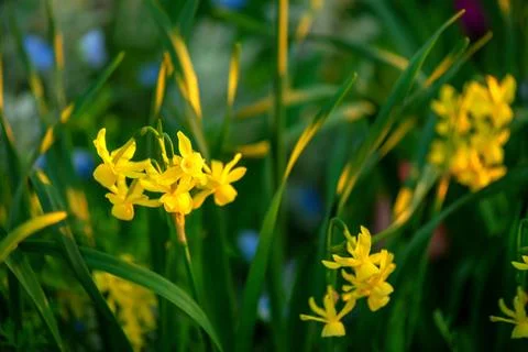 Sunset scene of blooming spring daffodils flower in garden, floral background Fotos de archivo