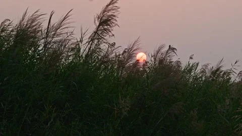 Sunset scene with the glowing orange sun partially hidden behind tall wild Vídeo Stock 330890089