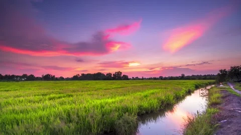 Sunset scene over rice fields in harvest season Stock Footage 139862041