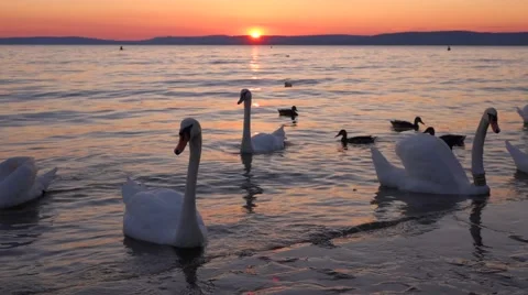 Sunset scene with some white swans and mallards on balaton lake Vidéo 45878028