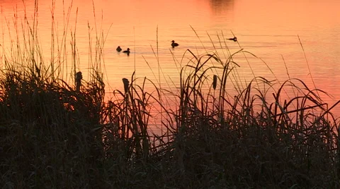Sunset Scene with Tall Grass and Diver Ducks in Background Stock Footage 47986021