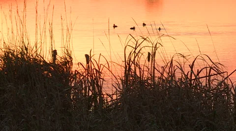 Sunset Scene with Tall Grass in Foreground and Diver Ducks in Background Stock Footage 47986812