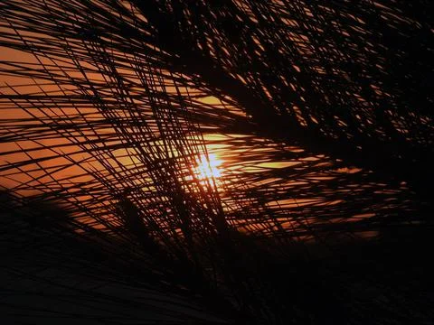Sunset scene through tree branches and palm trees Stock Photos
