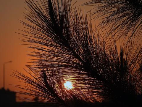 Sunset scene through tree branches and palm trees Foto stock