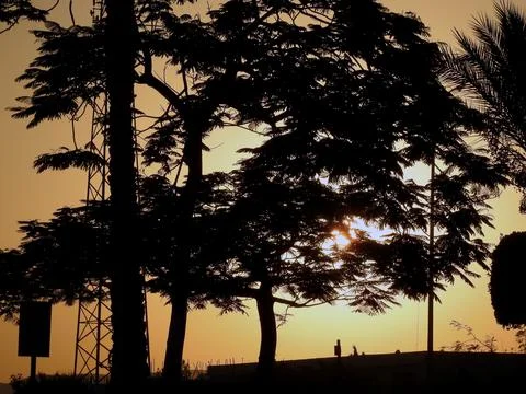 Sunset scene through tree branches and palm trees Stock Photos