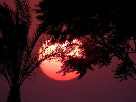 Sunset scene through tree branches and palm trees Stock-Fotos