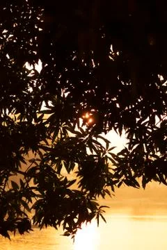 Sunset scene through tree leaves Stock Photos