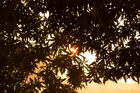 Sunset scene through tree leaves Stock Photos