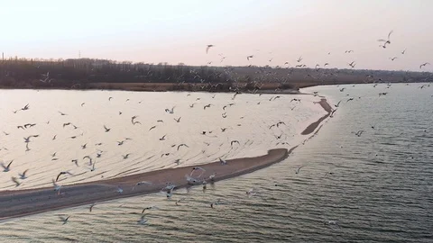 Sunset at the sea and beach. The group of gulls flying very close to drone. Stock Footage 129173683