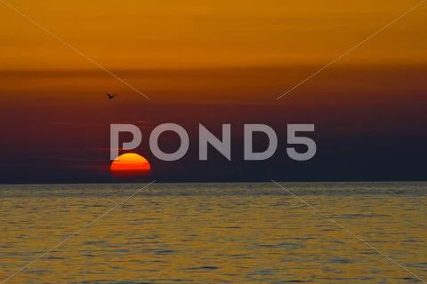 Sunset, sea and a seagull in Porec Stock Photos